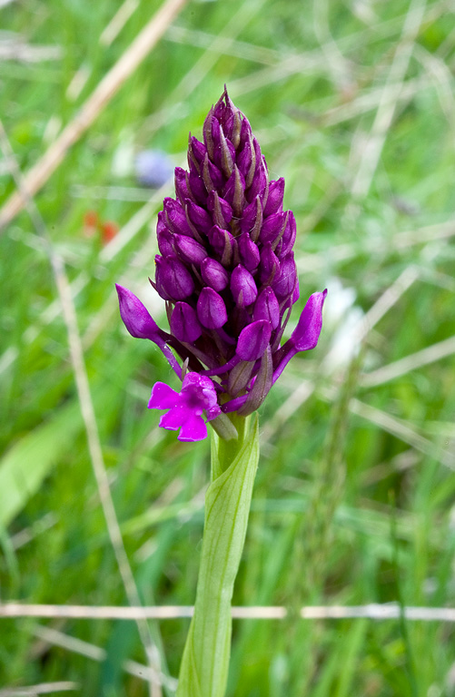 Anacamptis-pyramidalis-558_60_2014.jpg