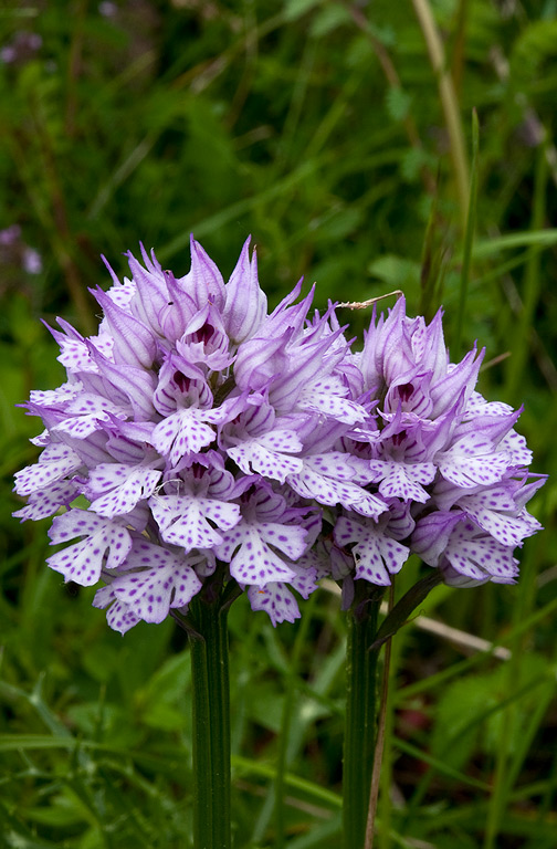 Neotinea-tridentata-525_28_2014.jpg