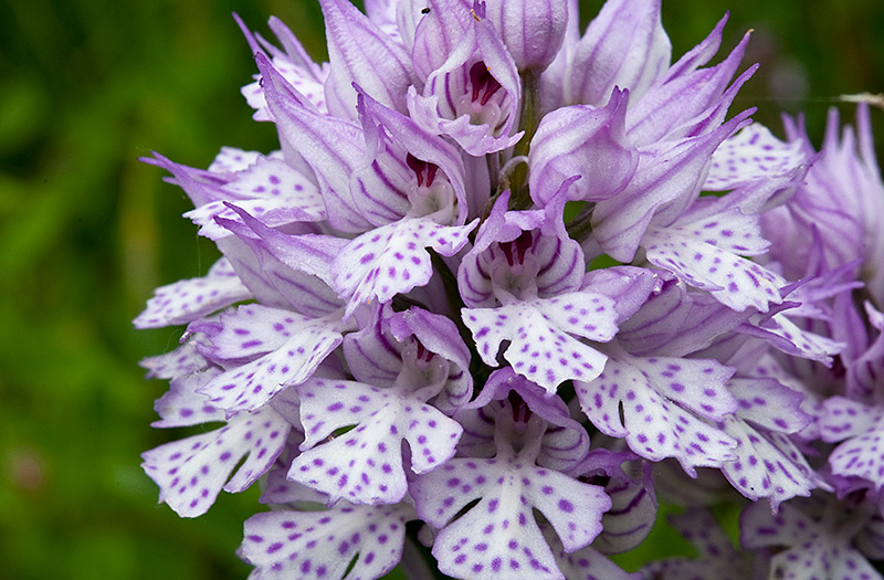 Neotinea-tridentata-550_53_2014.jpg