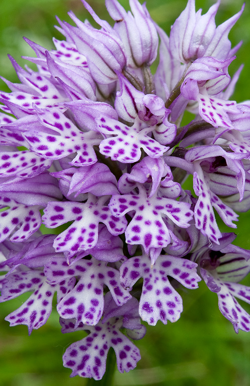 Orchis-x-dietrichiana-516_19_2014.jpg