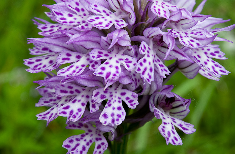 Orchis-x-dietrichiana-504_07_2014.jpg