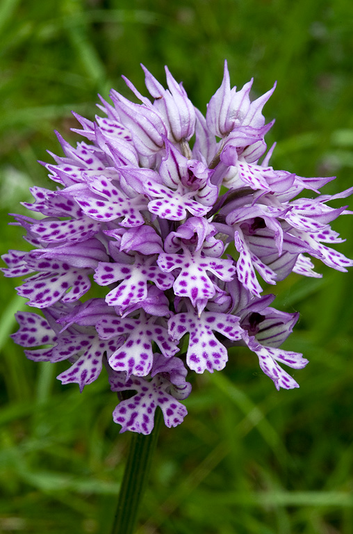 Orchis-x-dietrichiana-496_99_2014.jpg
