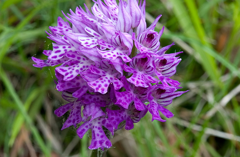 Orchis-x-dietrichiana-596_99_2014.jpg