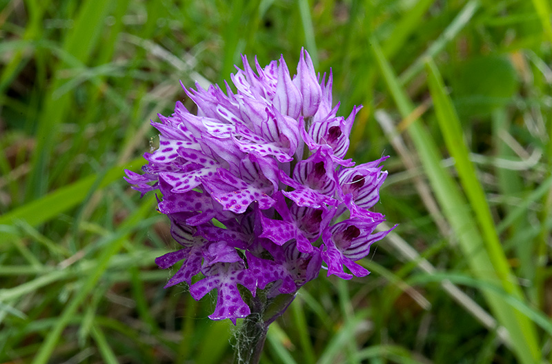 Orchis-x-dietrichiana-589_91_2014.jpg