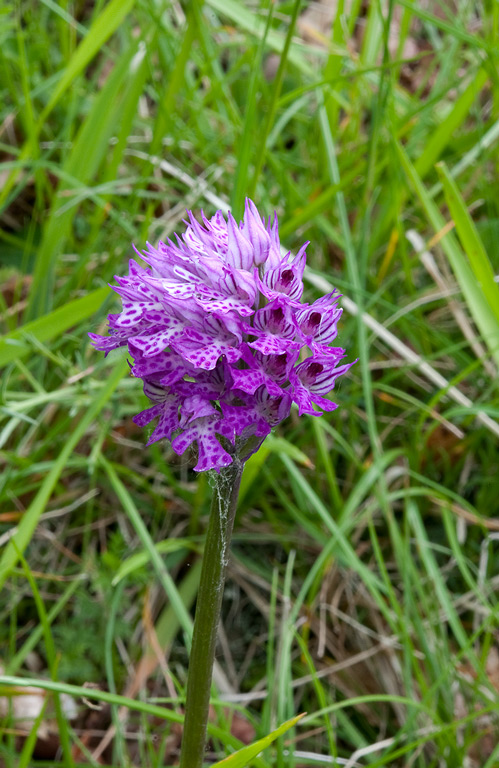 Orchis-x-dietrichiana-585_88_2014.jpg