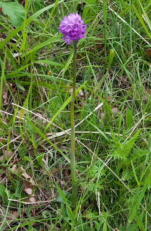 Orchis-x-dietrichiana-582_84_2014.jpg