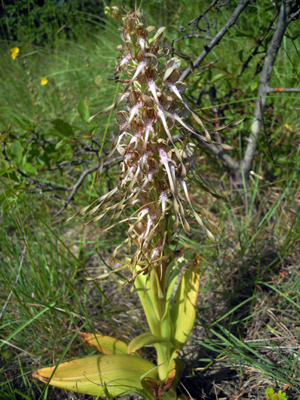 Himantoglossum-irc.-005.jpg