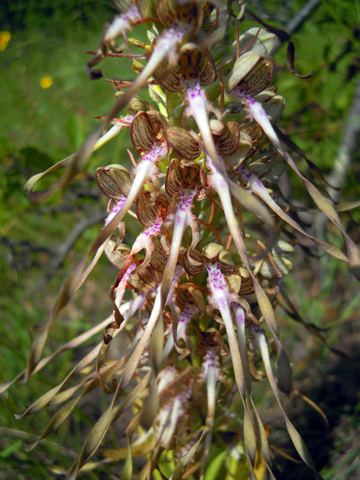 Himantoglossum-irc.-006.jpg