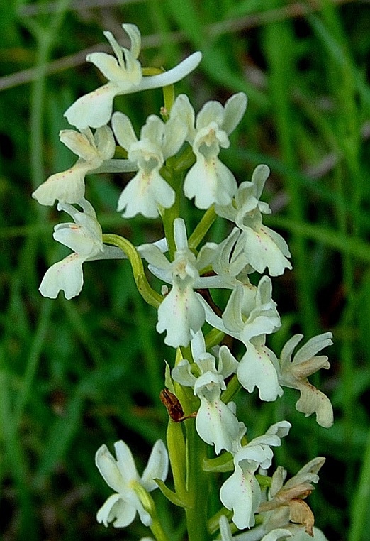 Orchis provincialis 0046 - Copia.JPG