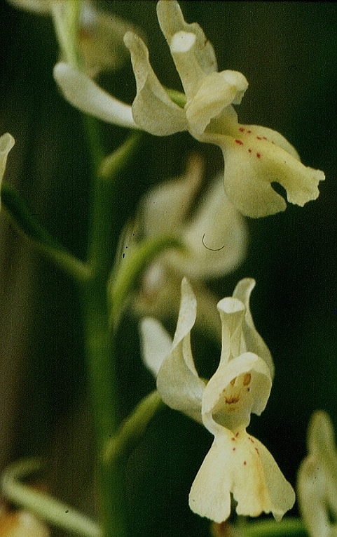Orchis provincialis 12 - Copia (2).jpg