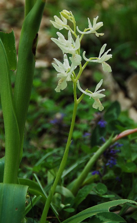 Orchis provincialis 6856 - Copia.JPG