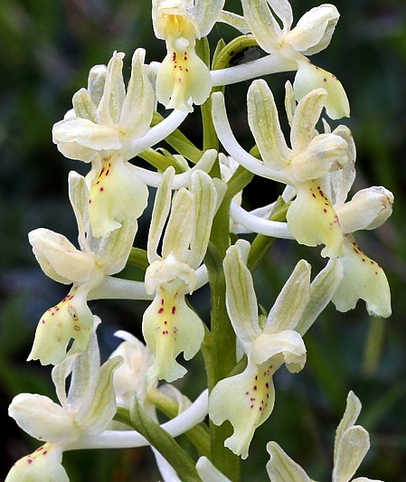 Orchis provincialis 665-.jpg