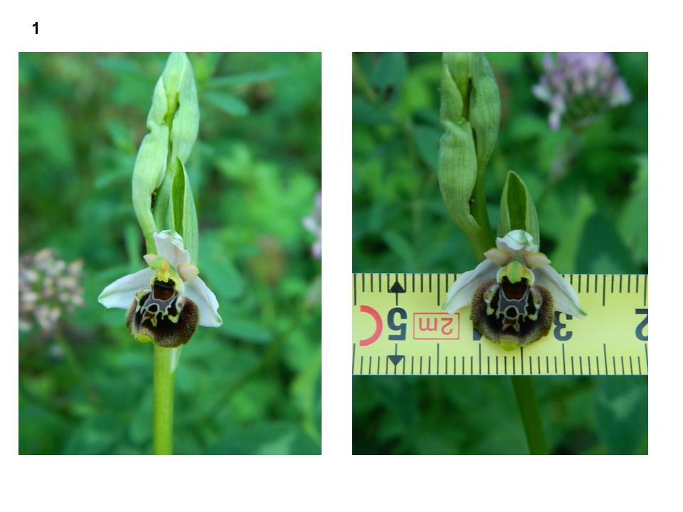 ophrys 1.jpg