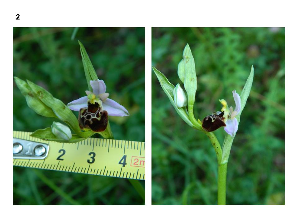 ophrys 2.jpg