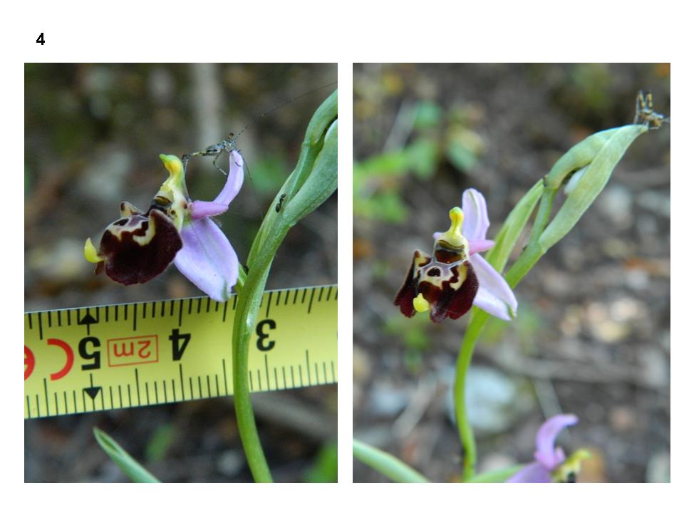 ophrys 4.jpg