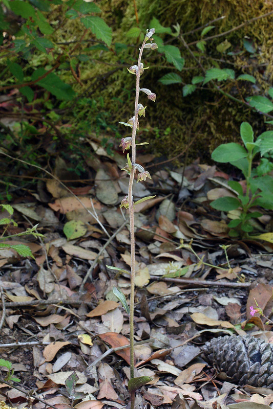 1m-epipactis microphylla.jpg