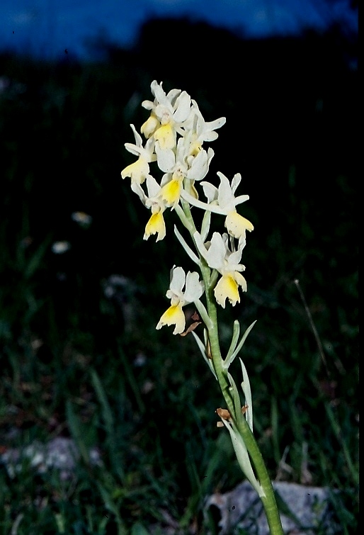 Orchis provincialis x pauciflora 0024.jpg