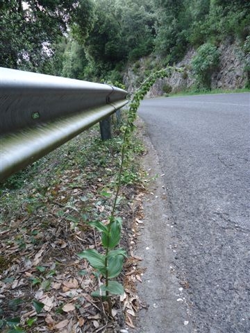 DSC02345.JPG