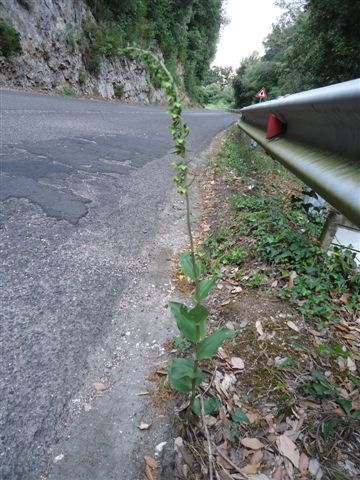 DSC02342.JPG