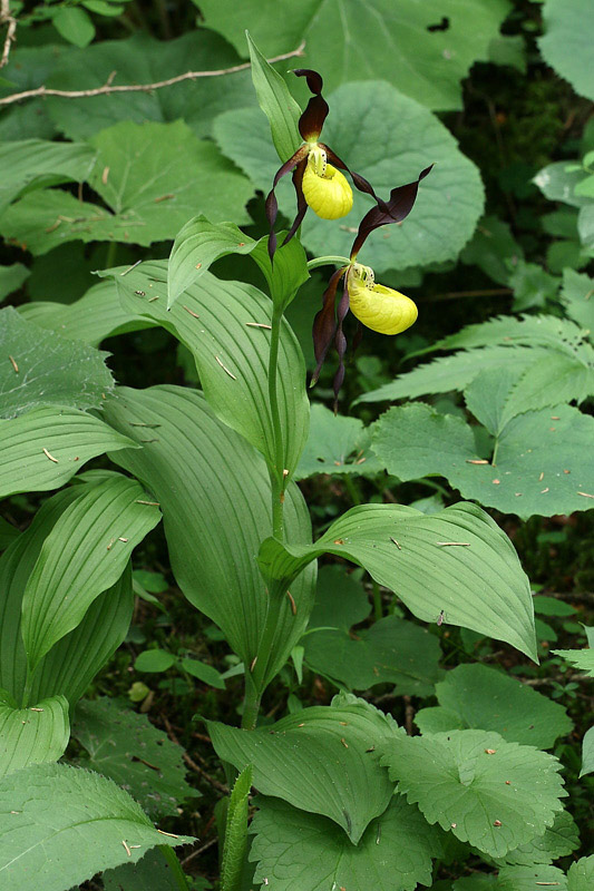 1m-cypripedium-calceolus.jpg