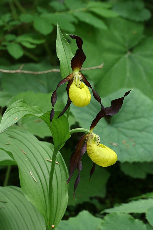 2m-cypripedium-calceolus.jpg