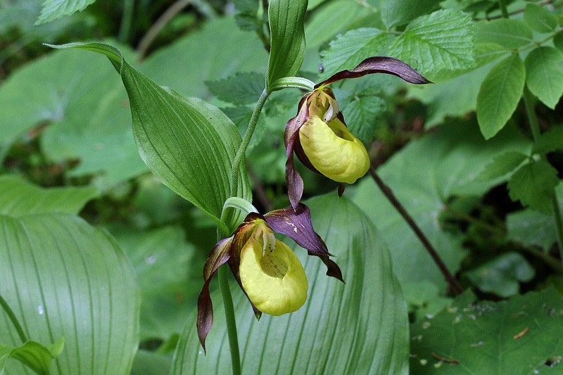 3m-cypripedium-calceolus.jpg