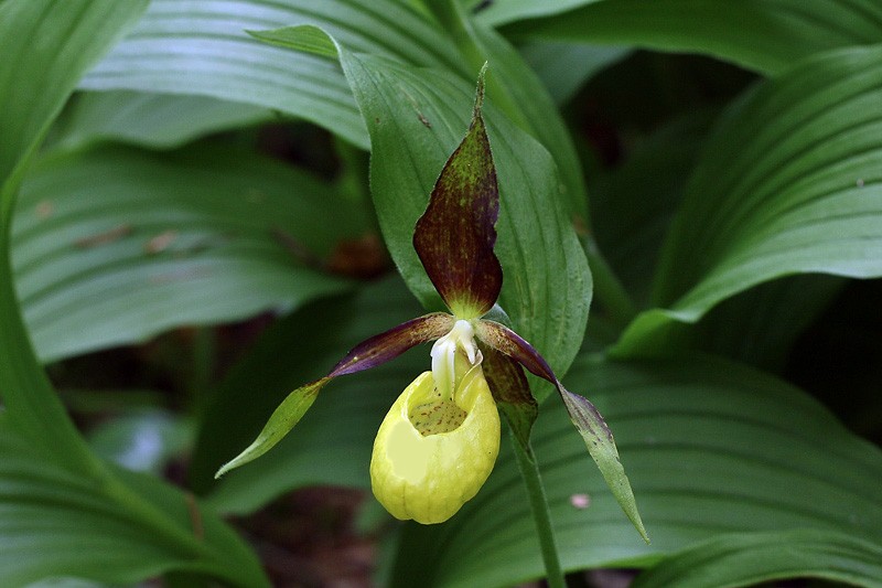 4m-cypripedium-calceolus.jpg