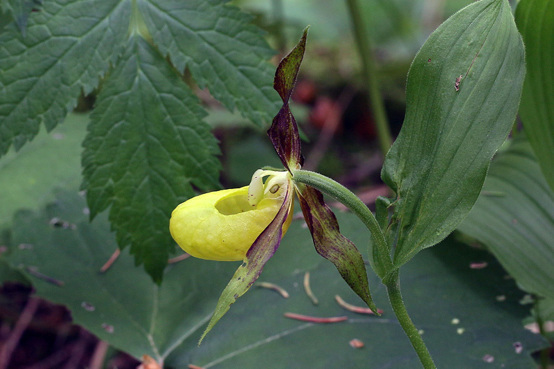 5m-cypripedium-calceolus.jpg