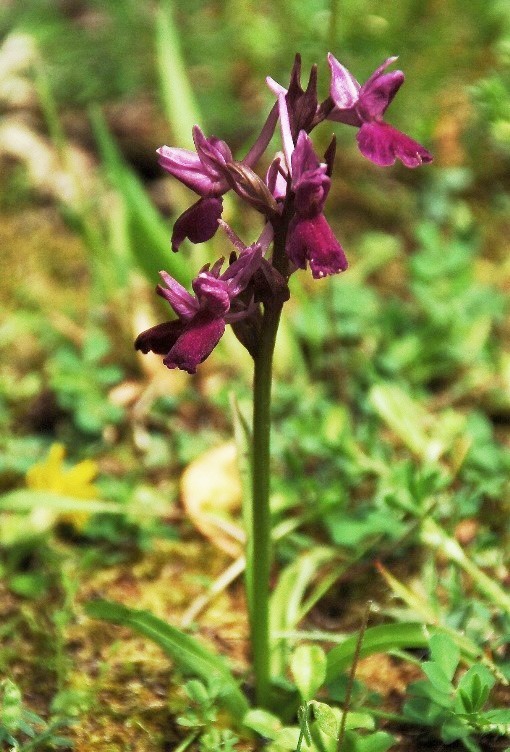 Dactylorhiza romana .... 6866 - Copia.JPG