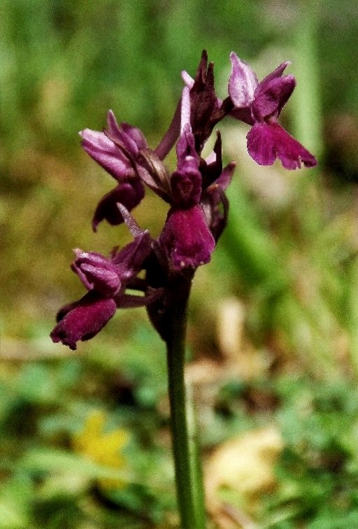 Dactylorhiza romana ....  6867 - Copia.JPG