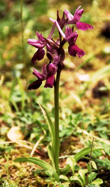 Dactylorhiza romana .... 6865 - Copia.JPG