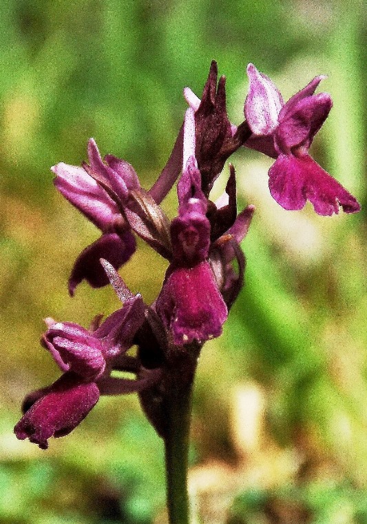 Dactylorhiza romana... 6867 - Copia.JPG