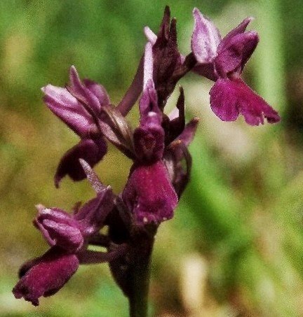 Dactylorhiza romana .... 6867 - Copia -.JPG