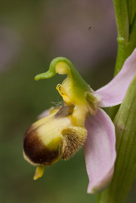 Op-apifera-var--bicolor-3.jpg
