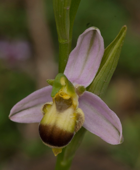 Op-apifera-var--bicolor-2.jpg