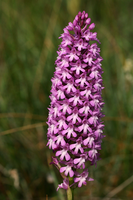 1m-anacamptis-pyramidalis.jpg