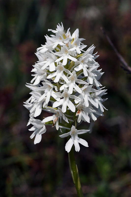 2m-anacamptis-pyramidalis.jpg