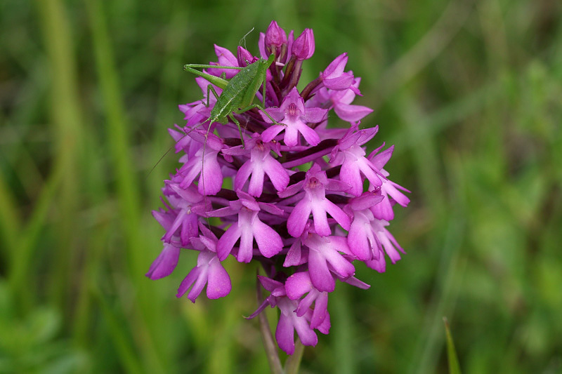 3m-anacamptis-pyramidalis.jpg