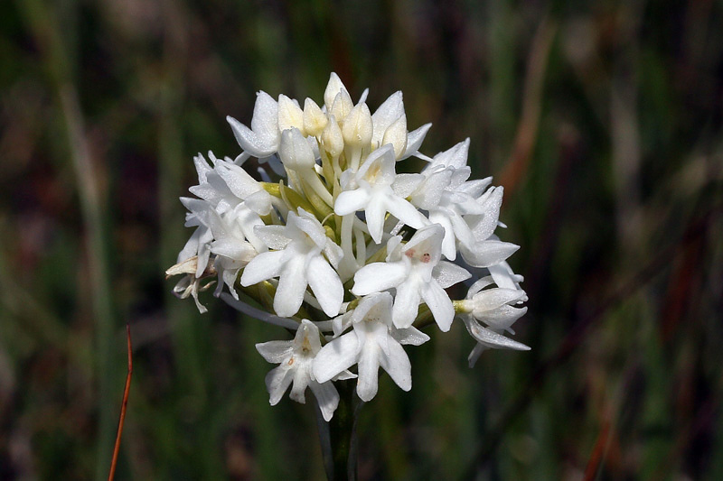 4m-anacamptis-pyramidalis.jpg