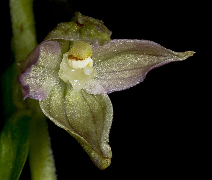 Lusus di Epipactis - Monte Grappa  .jpg