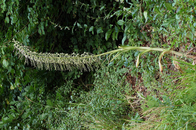 49m-himantoglossum-hircinum-XMG_0839.jpg