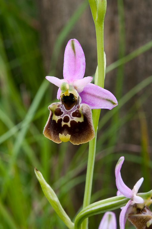 Ophrys-appennina-2_2014.jpg
