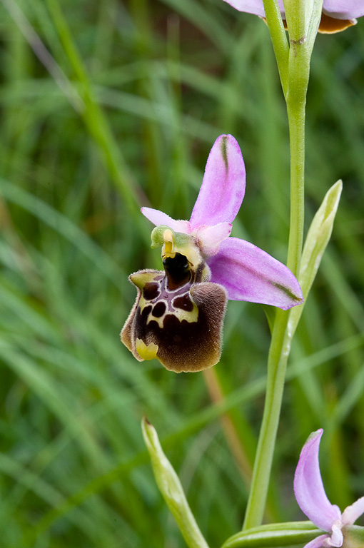 Ophrys-appennina-3_2014.jpg