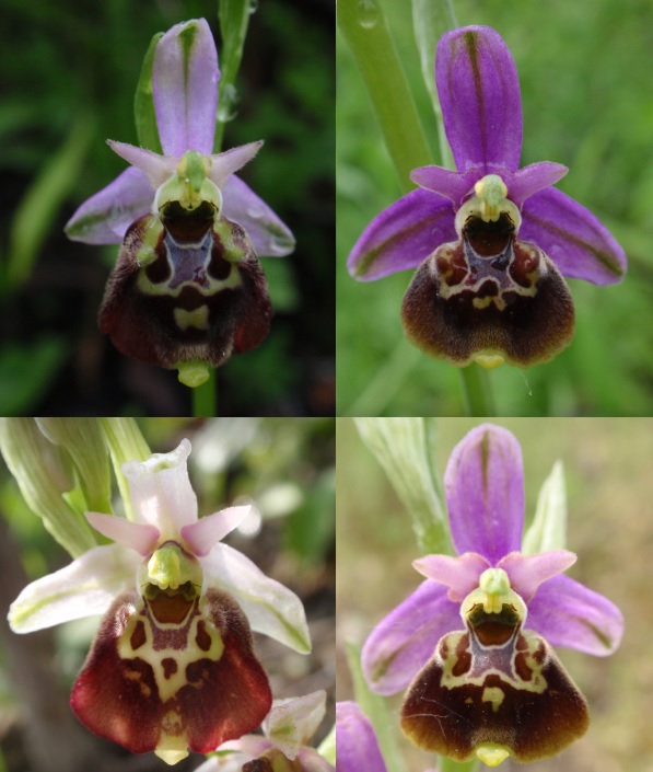 Ophrys fuciflora AT.jpg
