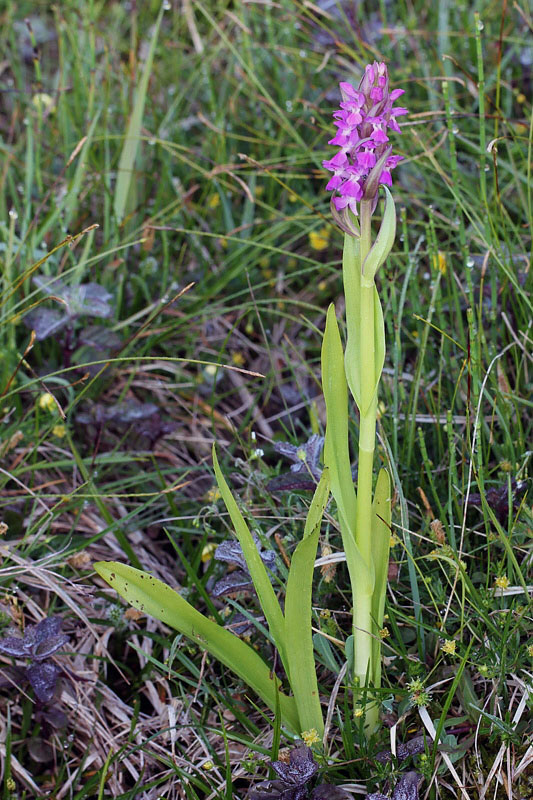 1m-dactylorhiza-incarnata subsp. incarnata var.immaculata.jpg