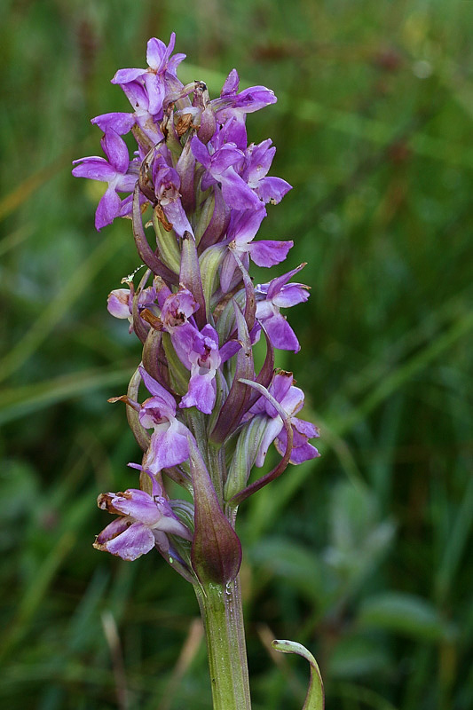 2m-dactylorhiza-incarnata subsp. incarnata var. immaculata.jpg