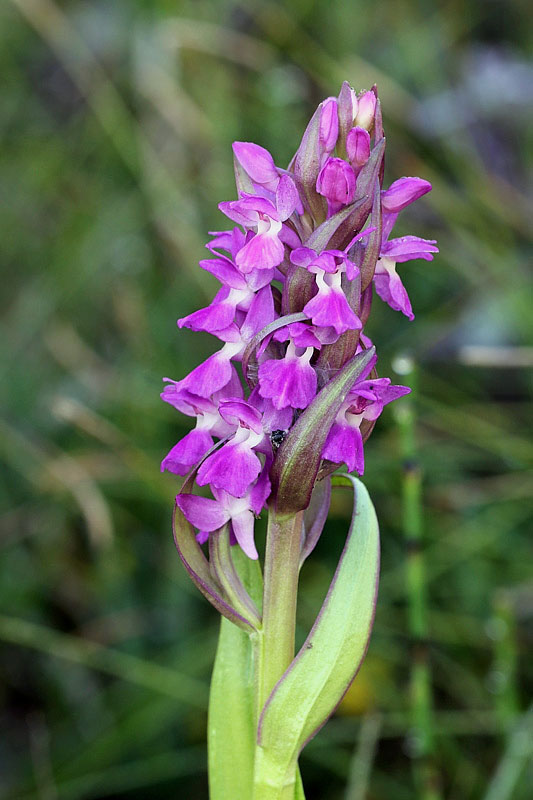 3m-dactylorhiza-incarnata subsp. incarnata var. immaculata.jpg