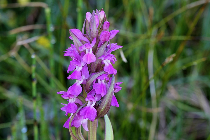 4m-dactylorhiza-incarnata subsp. incarnata var. immaculata.jpg