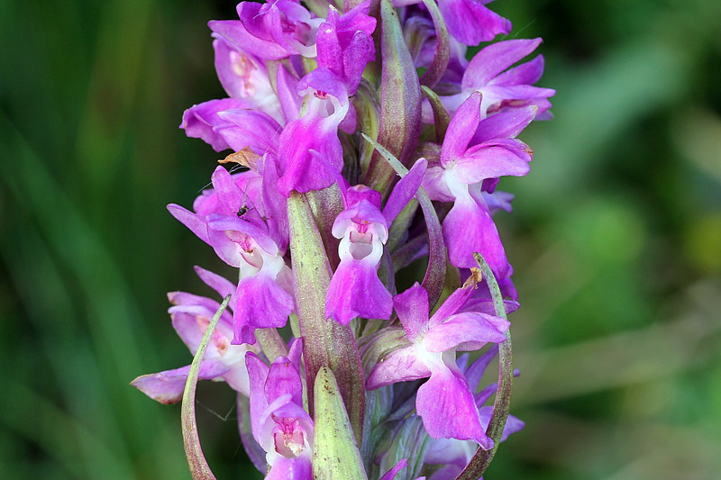 5m-dactylorhiza-incarnata subsp. incarnata var. immaculata.jpg