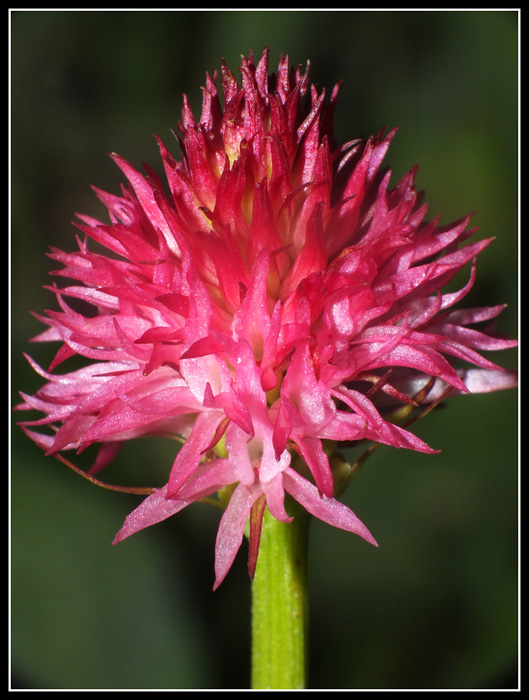 DSCF2367.jpg